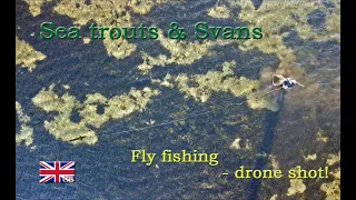 Sea trouts & Swans