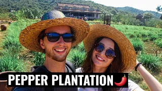 We Visited a Pepper Plantation in Kampot, Cambodia 🌶