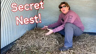 I Just Found How Many Eggs in This Secret Nest?!