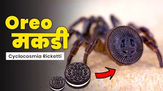 ओरीओ मकडे की कहानी | Story Of Oreo Spider | Cyclocosmia Ricketti (Hindi)