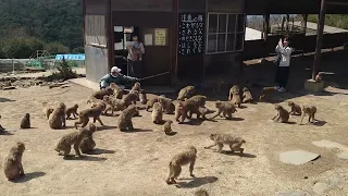 小豆島 銚子渓おさるの国