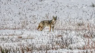 Hunting Breeding Season Coyotes in the Snow - The Last Stand S4E9