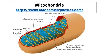 Mitochondria || Structure and Functions of Mitochondria