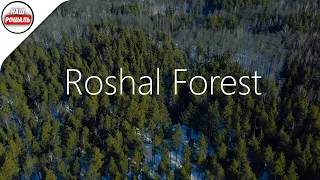 Рошальский лес. Forest Roshal