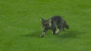 KC@STL: Fowler shares his thoughts on the Rally Cat