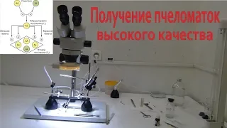 Получение пчеломаток высокого качества. Селекция пчелы BUCKFAST Соловьев С