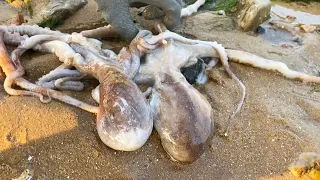 Puddles left by the low tide, Became a paradise full of seafood