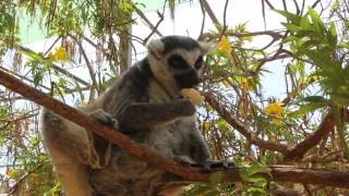 Кормление лемуров в Monkey Park Тенерифе