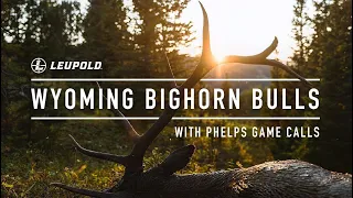 Wyoming Bighorn Bulls with Phelps Game Calls