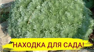 ЭТО РАСТЕНИЕ НАХОДКА ДЛЯ САДА! Неприхотливый цветок для солнечных мест в саду, декоративный все лето