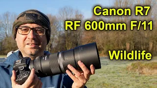 Canon R7 & RF 600mm F/11 Lens for Wildlife Photography - How Good is it? (Real-world Testing)