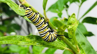 Get MORE CATERPILLARS! 🐛 | 5 Butterfly Garden Host Plants | Butterfly Garden Basics