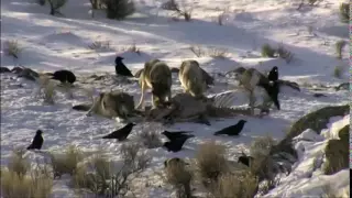 Wolves in Yellowstone National Park - wolf watching