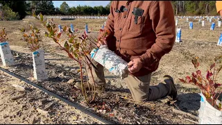 The Secret Behind Milk Cartons in Our Blueberry Farm | The Blueberry Barn