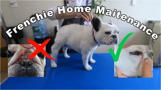 French Bulldog Home Maintenance | Organic | Mavis