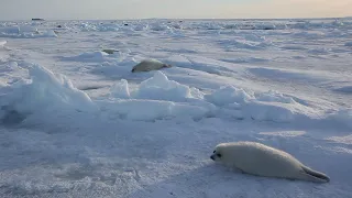 Mother leaves her babies on ice about 14 days after birth.