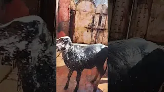 har ghar desi gaumata#shorts #shortvideo #shortsviral  the asha life