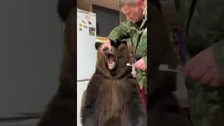 Brave Man Brushes Bears Pearly Whites! 🐻🪥