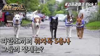 [신비한TV 서프라이즈] 2017년 태국, 동네를 지키는 강아지 어벤져스, MBC 211128 방송