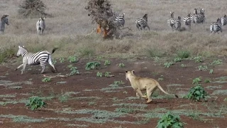 Lion Hunt At Lewa! Zebra Ambush