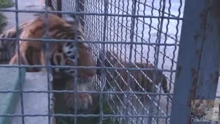 Как тигр Хасан нежно относится к своим детям As a tiger Hasan tenderly treats his children.