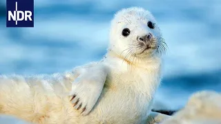 Wilde Ostsee - Von Estland bis Finnland | Expeditionen ins Tierreich | NDR