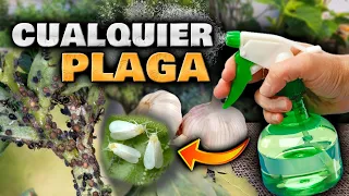 MATA BICHOS y PLAGAS con este INSECTICIDA CASERO de AJO para PLANTAS | Pesticida Casero con AJO