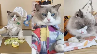 That Little Puff | Cats Make Food 😻 | Kitty God & Others | TikTok 2024 #13
