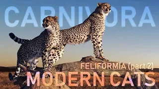 CARNIVORA V - Feliformia (part2) : Modern cats 🦁