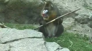 Mandrill with Stick