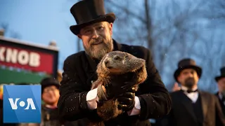 Punxsutawney Phil Predicts an Early Spring on Groundhog Day