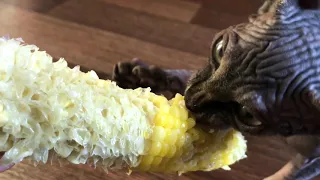 Канадский сфинкс ест кукурузу/Canadian Sphynx eats corn