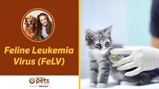 Dr. Becker Talks About Feline Leukemia Virus (FeLV)