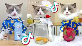 That Little Puff | Cats Make Food 😻 | Kitty God & Others | TikTok 2024 #70