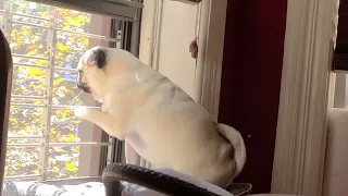 pug sees mommy outside