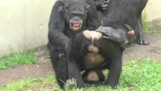 My buddy Fubuki! by Decky  僕の友達フブキ！デッキー　Chimpanzee  Tama Zoological Park