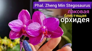 БЛЕСТЯЩАЯ орхидея Phal. Zheng Min Stegosaurus большой лаковый восковый цветок. Жемчужина коллекции.