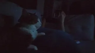 Cat Falls Asleep To Forsen