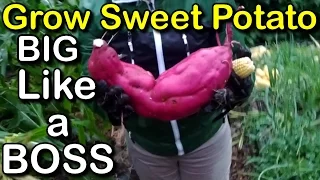 How to Easy Grow Sweet Potato With Lots of Tips