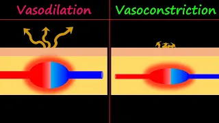 Vasodilation & Vasoconstriction