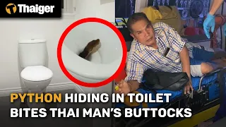 Python hiding in toilet bites Thai man’s buttocks | GMT