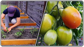 153. Tomato beds, bitter experience. Success or complete failure?