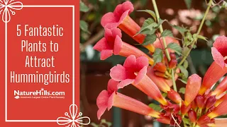 5 Fantastic Plants to Attract Hummingbirds | NatureHills.com