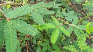 DORMIDEIRA VOCÊ NÃO FAZ IDÉIA DO PODER MEDICINAL QUE ESSA PLANTA TEM.- INCRÍVEL! 😱