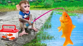 Baby Monkey Chu Chu Goes Fishing By The Stream And Eats Fruit With Puppies In  Garden