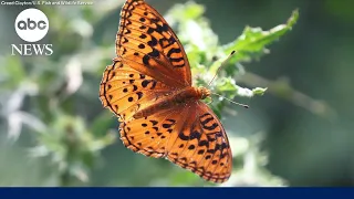 Silverspot butterfly inching closer to extinction