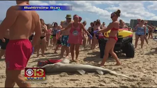 Dead Shark Washes Up On Ocean City Beach