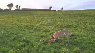 Foxing with lurchers day time