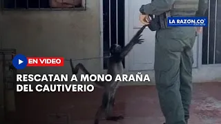 Rescatan a mono araña que tenían en cautiverio y encadenado en Montelíbano