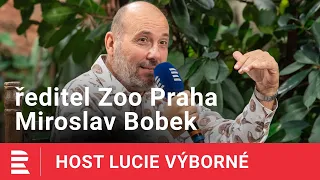 Miroslav Bobek: Gorily jsou jen trochu jiní lidé. Ve zvířatech je víc, než si myslíme